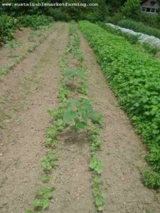 Use Flowers as Part of Your Organic Integrated Pest Management Image